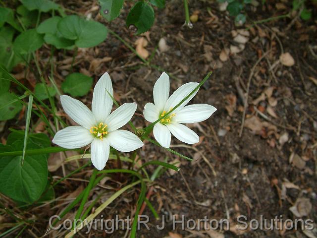 Zephyranthes white_2